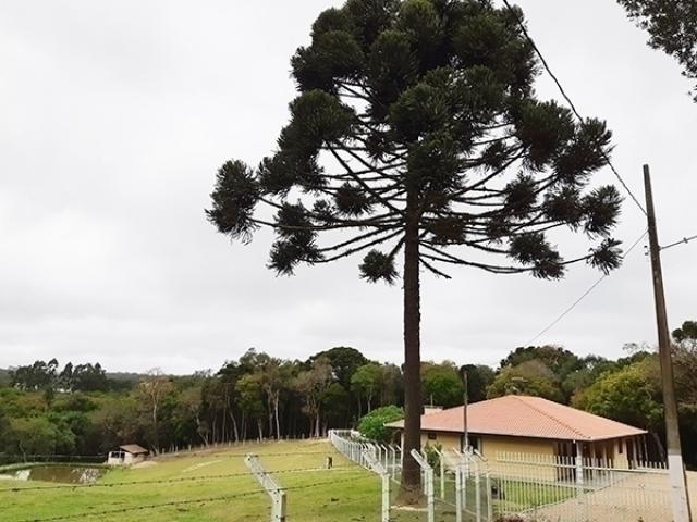 #146 - Chácara para Venda em São José dos Pinhais - PR