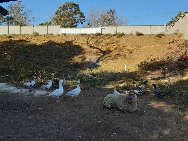 Chácara para Venda em São José dos Pinhais - 5