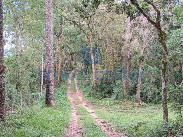 #496 - Chácara para Venda em São José dos Pinhais - PR - 3